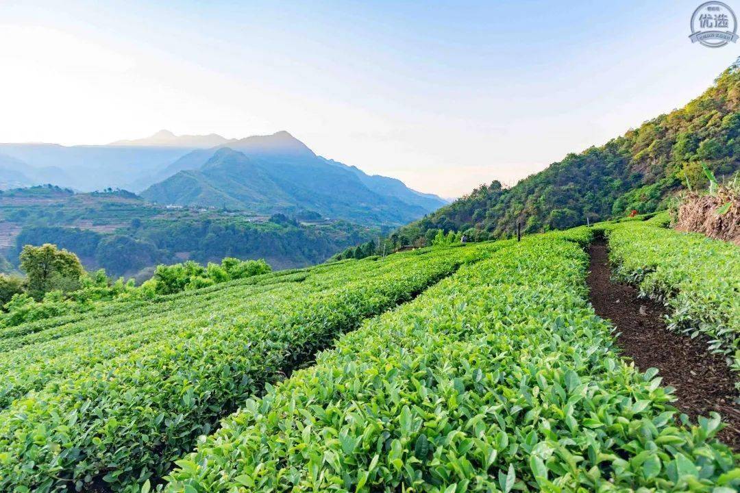 【笮茗润】国胜茶自产自销,拥有800余亩高山优质茶园 坚持从源头开始