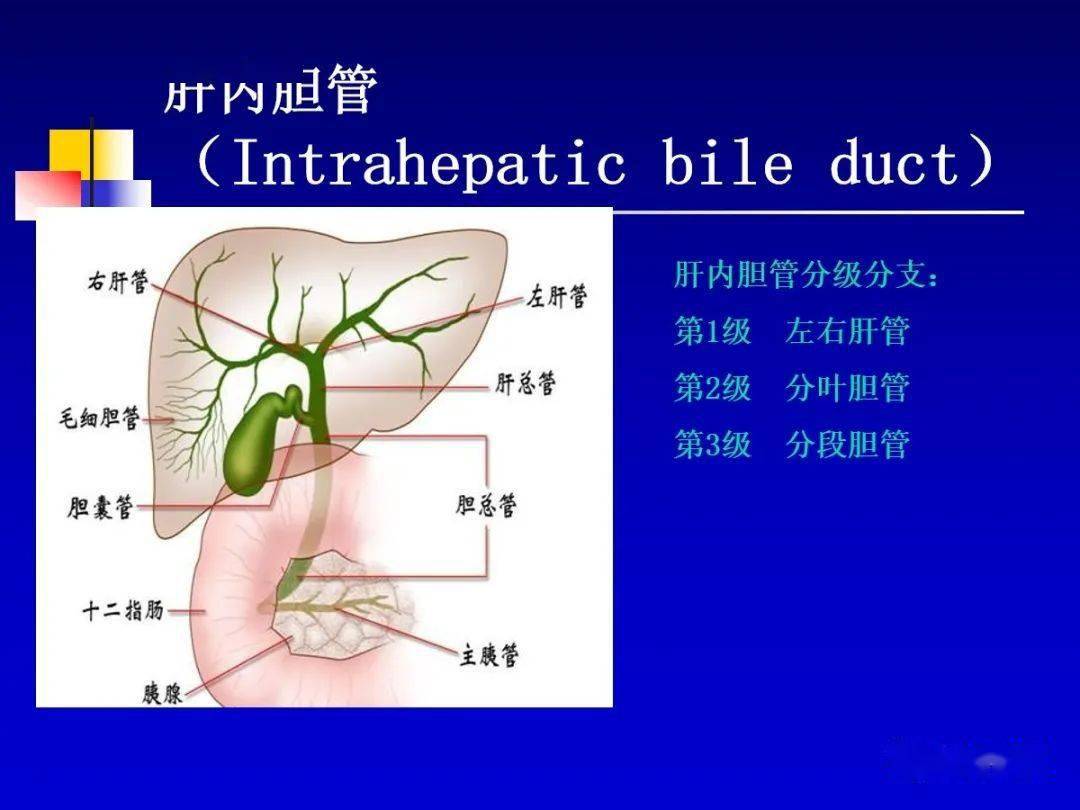 肝细胞肝癌hcc与胆管细胞癌icc影像诊断要点