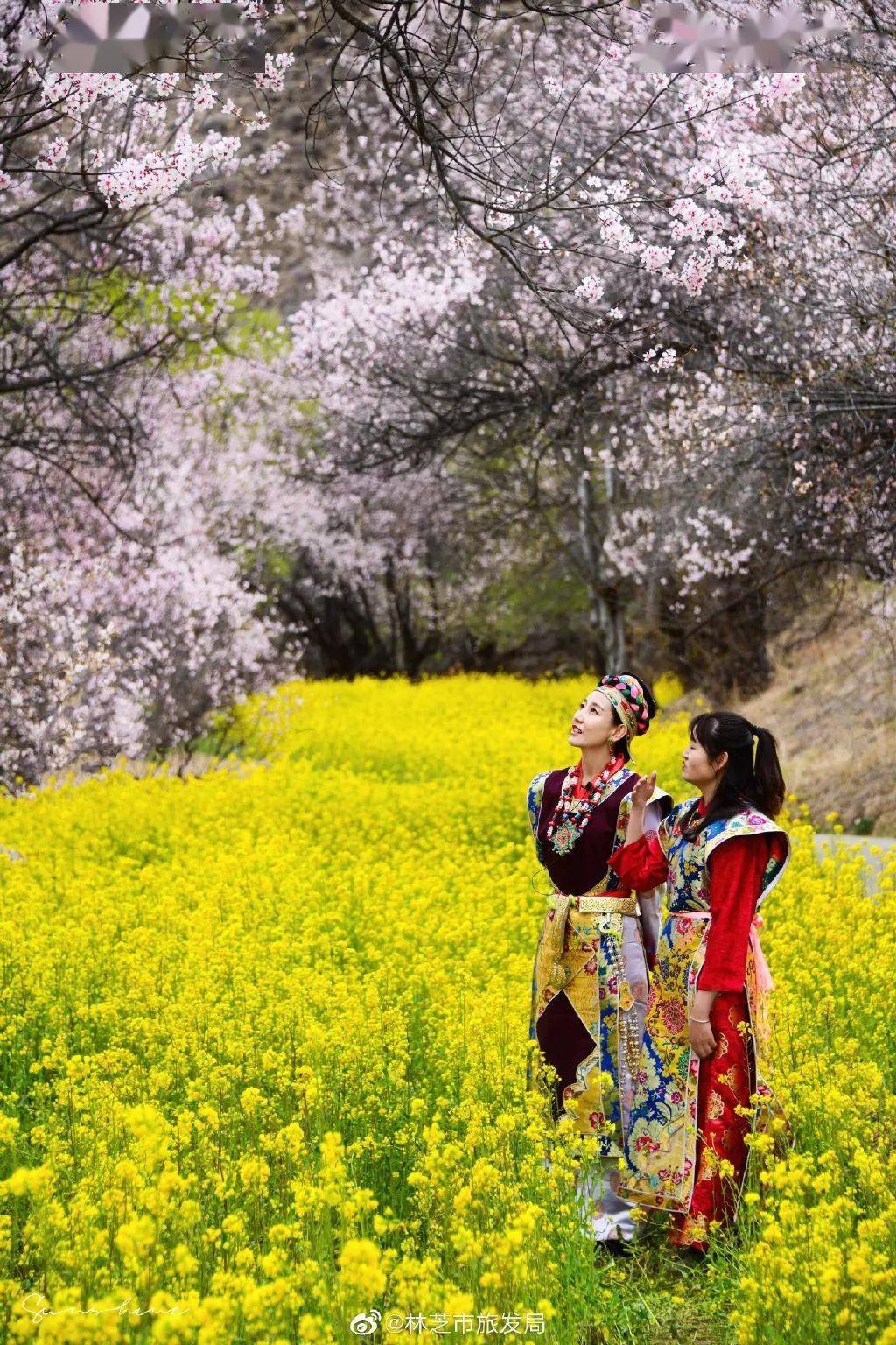 人间三月去林芝遇见十里桃花开