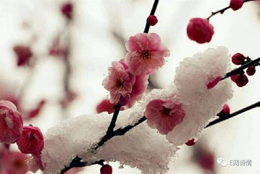 十,梅花雪