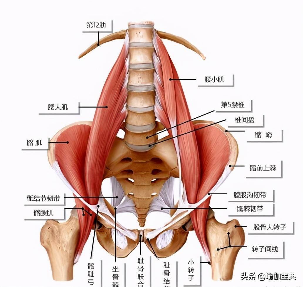 5个瑜伽姿势软化和安全地伸展腰大肌 释放下背部张力