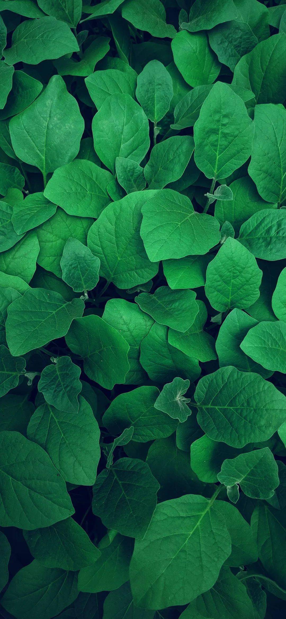 高清壁纸