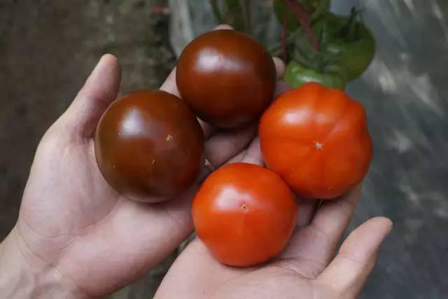 预防酱油果 莫让果面有露水