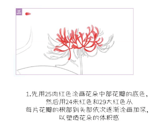 彩铅花卉教程 | 绝美彼岸花
