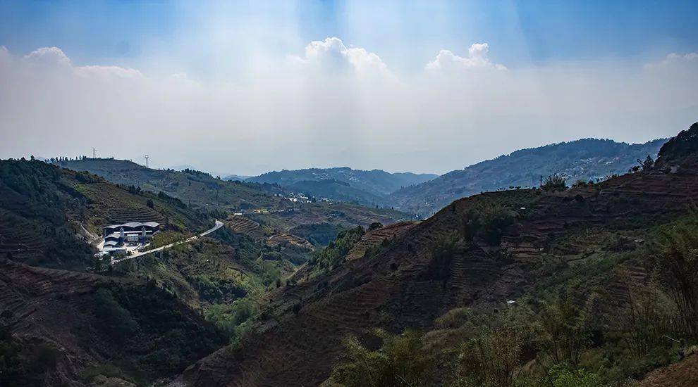 临沧四小龙 临沧最出名的四款山头普洱茶,冰岛昔归大雪山忙肺,到底