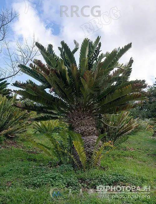 154组史前远古茂密植被植物高清参考图片合集
