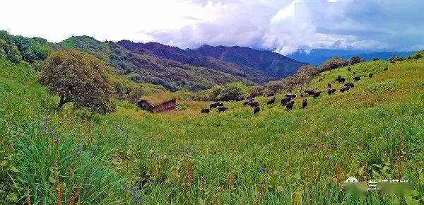 【怒江旅游】兰坪:那山 那水 那草甸