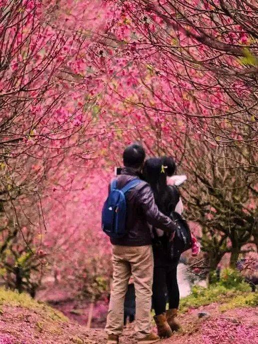 【春节假期~桃花开~】周四六日出发,灼灼桃花十