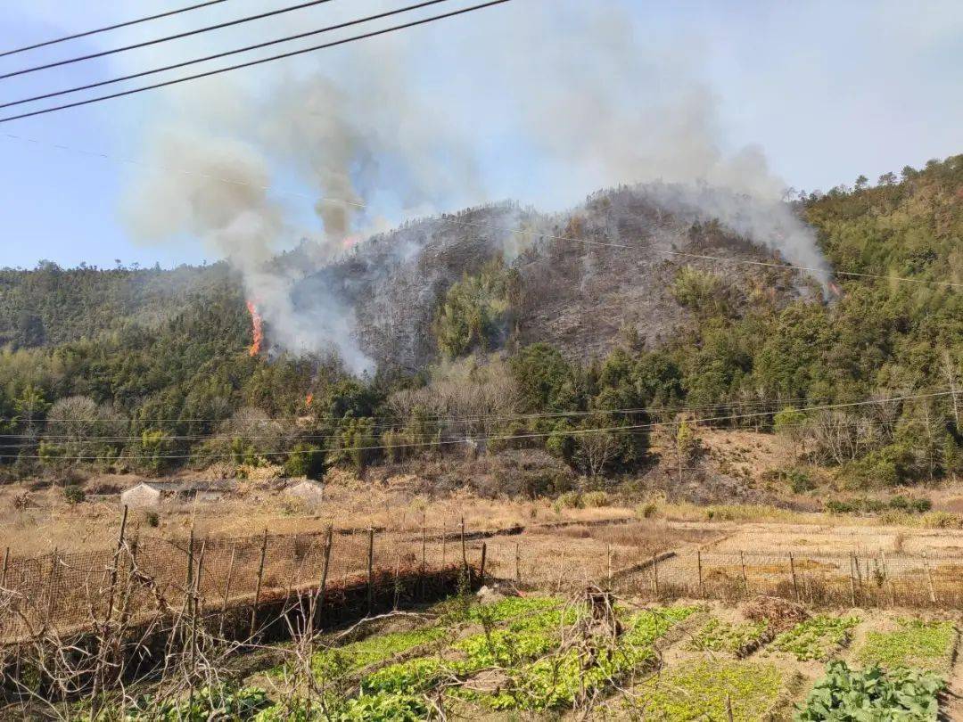 内莞镇蓝州村狗社窝山场森林火灾现场.