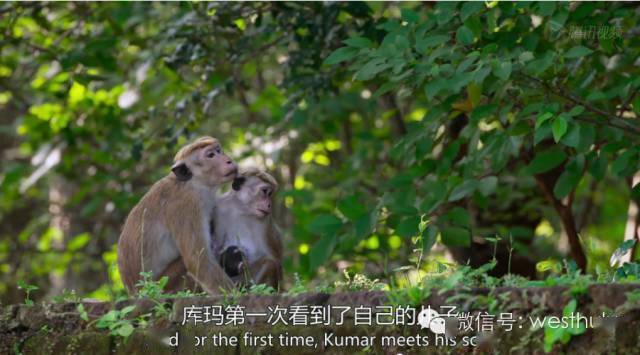 周末荐影| 她是猴子王国的"甄嬛",这部纪录片讲述了她