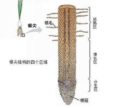 1)幼根的生长:分生区细胞的分裂增加数量和伸长区细胞的长大增大体积