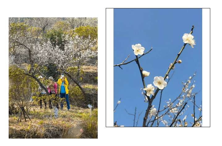 亲子登山赏梅花│1月31日马峦山亲子登山徒步赏梅花农家乐1天活动