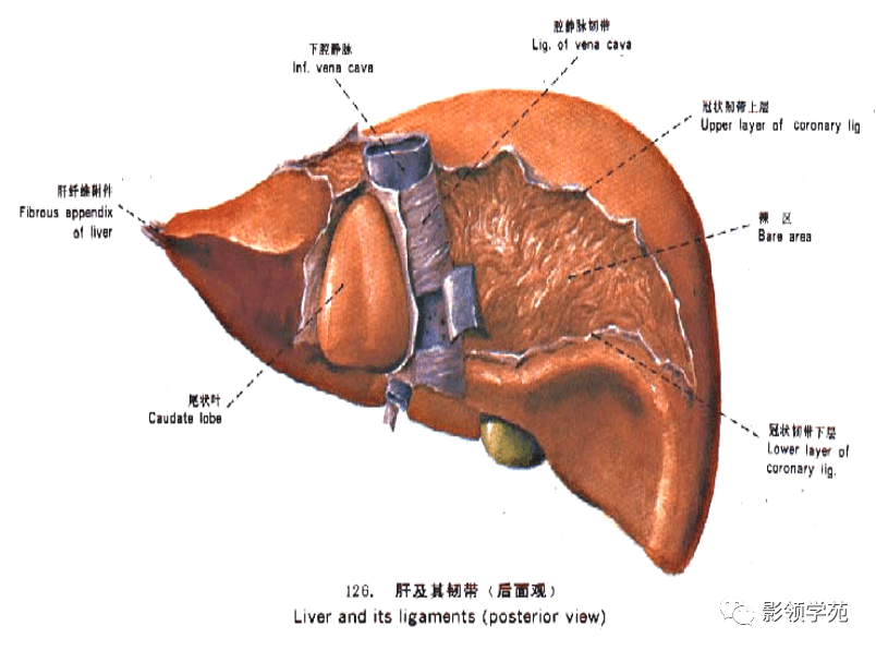 肝脏的表面解剖及分叶分段_手机搜狐网
