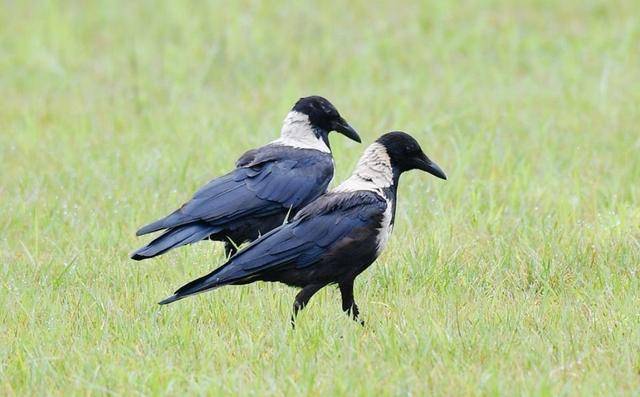 河北多地近期出现的大群"黑鸟",实为一种长有白羽毛的