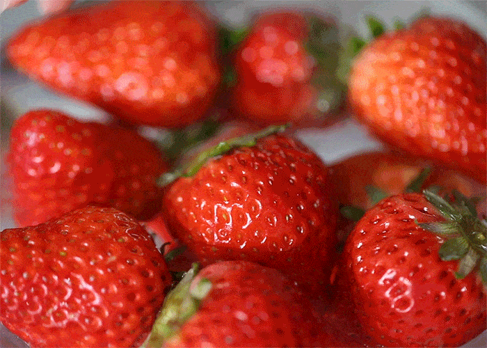 在草莓界,有一种好吃到作弊叫——丹东99