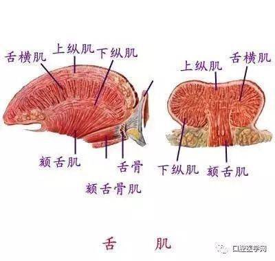 几张超清口腔解剖图附加牙齿记忆口诀