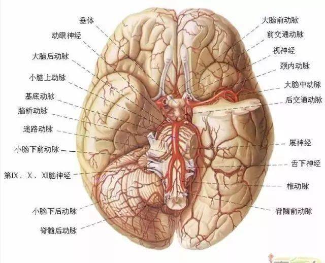 最全神经系统及神经疾病解剖图收藏版