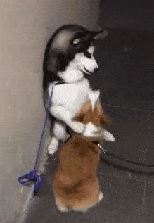 二哈挑衅小短腿柯基 被柯基跳起来掐脖子 二哈这反应可以说是狗界第一