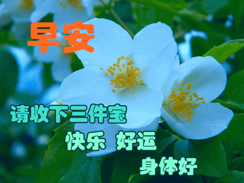 8,清晨的雨露清澈透明,多事的蝉儿热闹的鸣唱,欢快的喜鹊掩饰不住