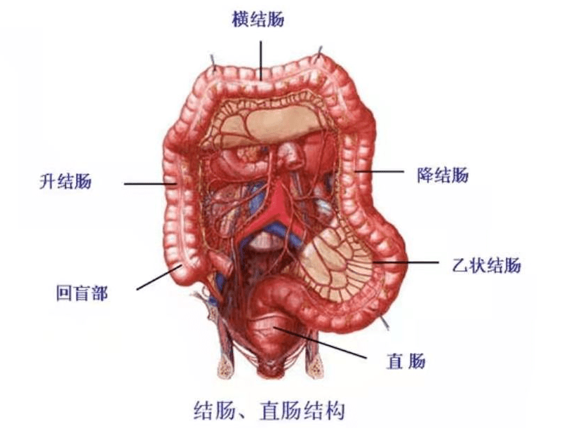 警惕反复便血的"痔疮"!可怕的结直肠癌,最有效的阻断方法是