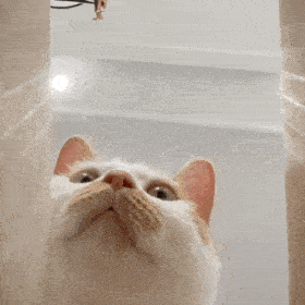 网红猫咪 | 猫咪哎呦表情包