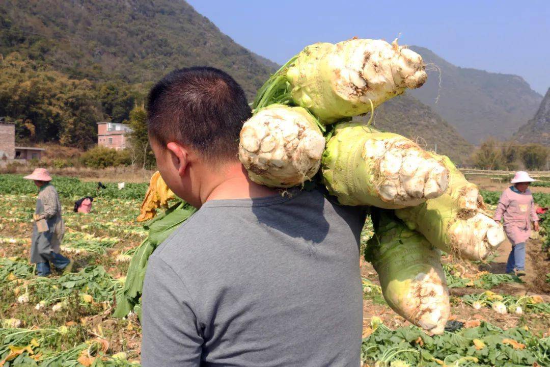 广西钟山英家大头菜成为农民脱贫致富金疙瘩