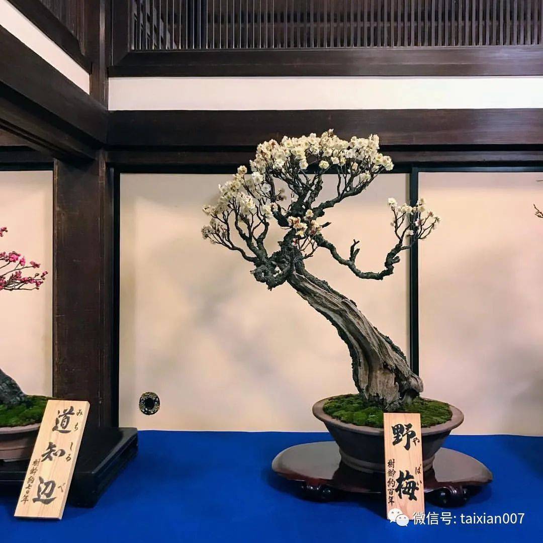 冬天最适合赏梅了极品梅花盆景200款绝对值得一看