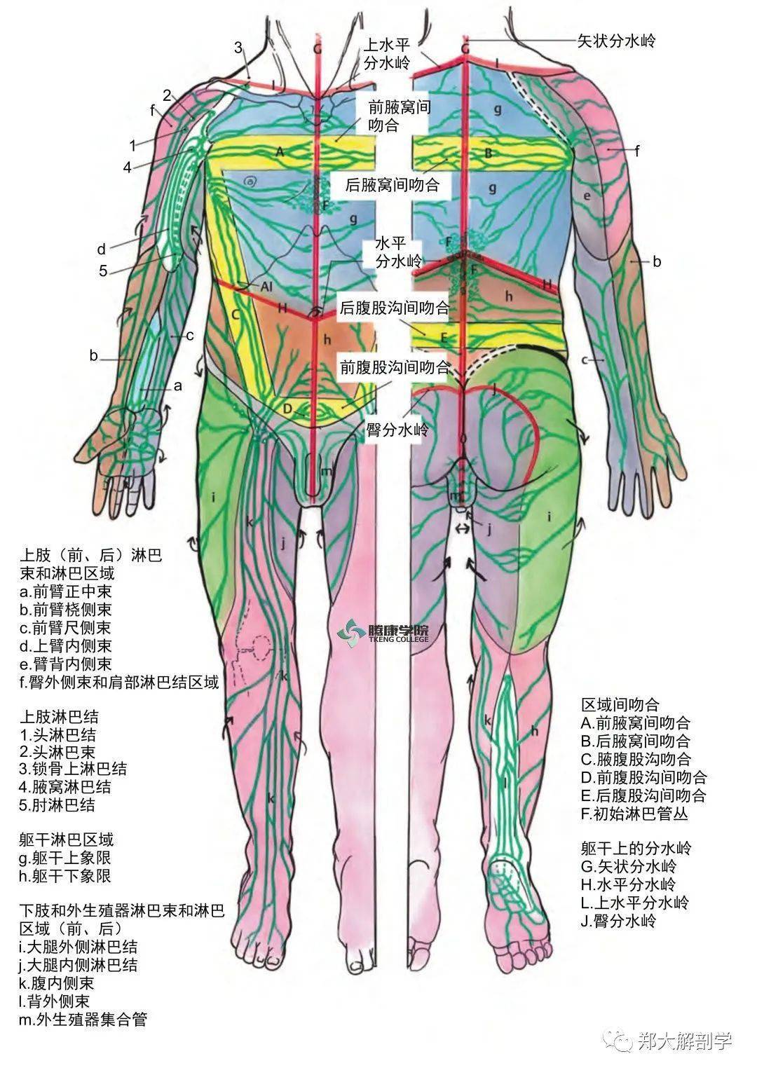 身体不同部位的淋巴引流和局部淋巴结群