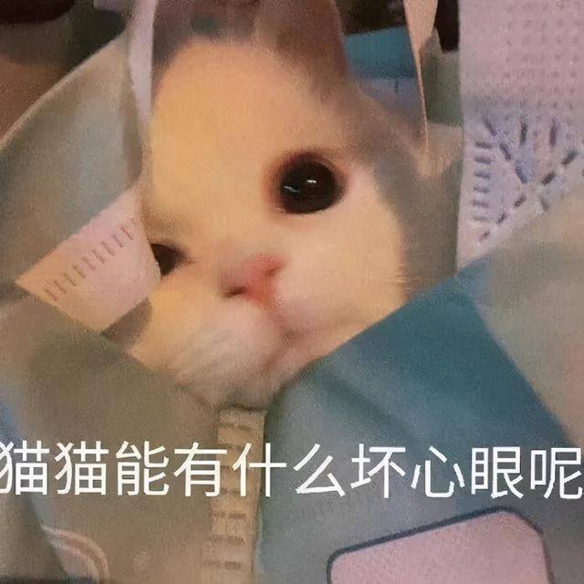 小猫咪能有啥坏心眼?