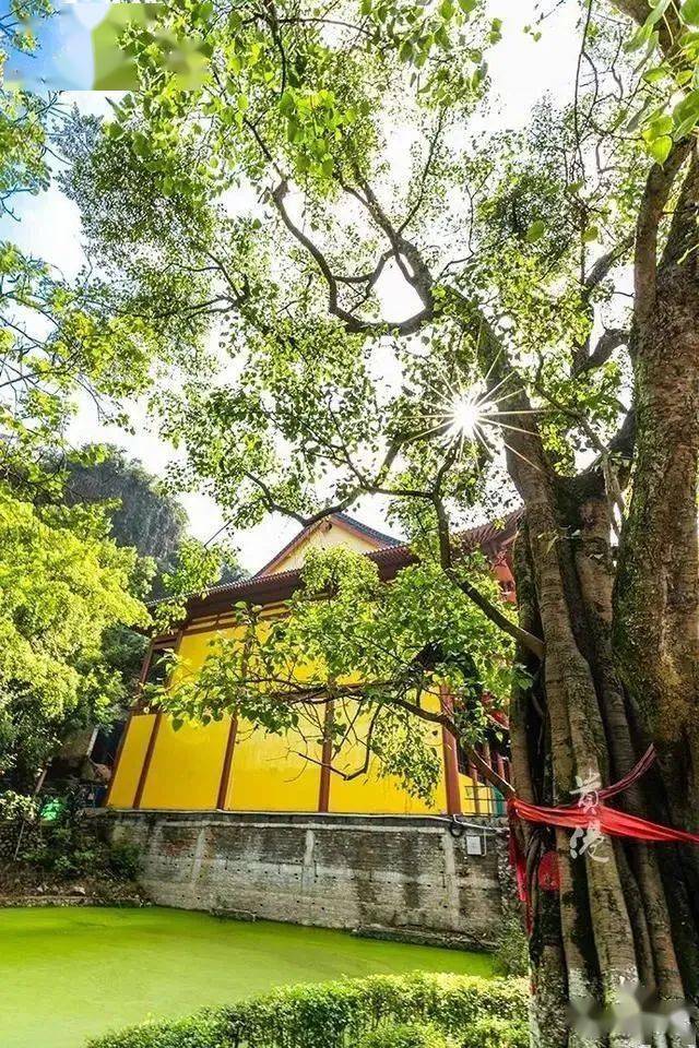寺里有三百多年树龄的菩提树
