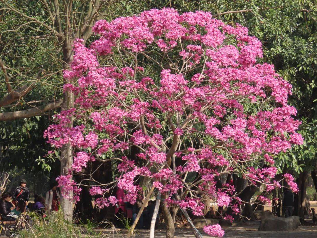 满树紫红色样子像风铃紫花风铃木盛花