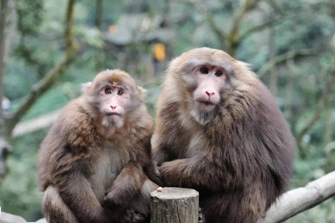 峨眉山的猴子能当宠物养吗?
