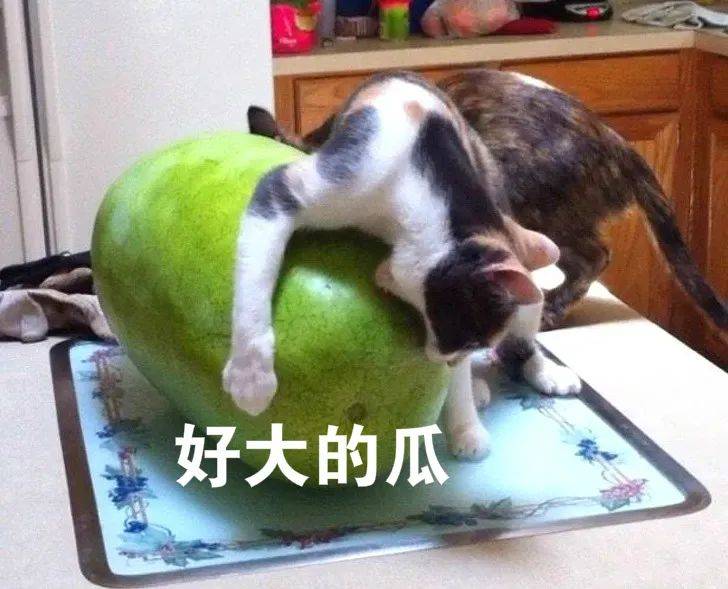 猫吃瓜瓜瓜瓜瓜瓜瓜瓜瓜瓜吗