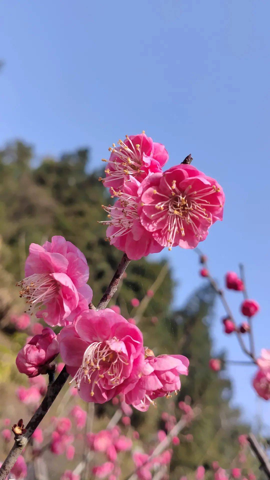 梅花始盛开,赏梅正当时!