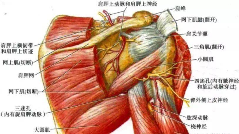 患上肩胛上神经卡压综合症该怎么办?_下窝