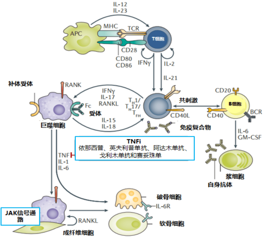 图1. tnfi可阻止促炎细胞因子参与ra的发生和进展 [10]