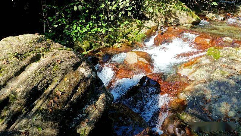 贵州:梵净山亚木沟 闻水声觅神木