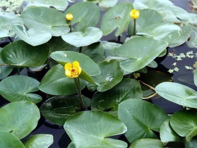 最全水生植物介绍及养护技术