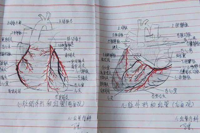 厉害!护士手绘心脏血液循环图,让人秒懂"心脏"