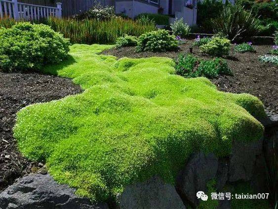 这样会开花的苔藓你喜欢吗?