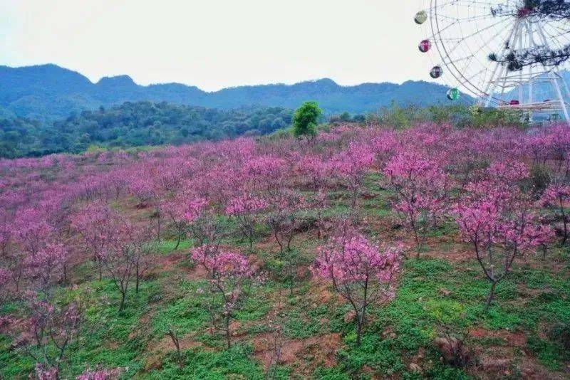 【千亩樱花海 百年古村】周三周六日出发,田野绿世界樱花海 上岳古村