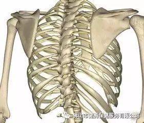 第四,只有胸椎与肋骨相连,构成了一个牢固的立体的胸腔,使心脏,两肺等