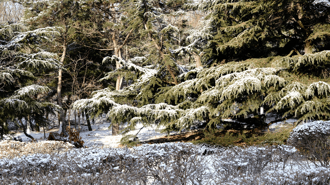 赏尽金普雪景,静待春来!