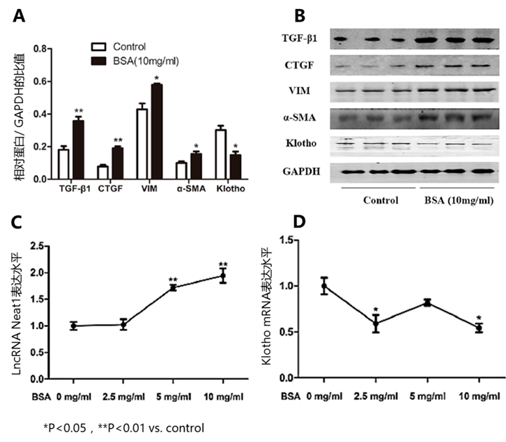 10mg/ml bsa显著增加tgf-β1,ctgf,vim,α-sma表达,western blot分析