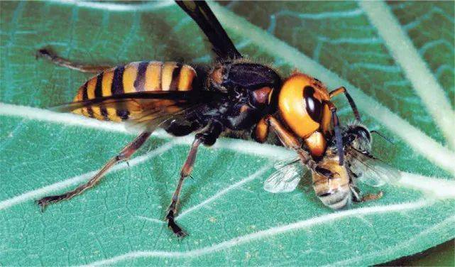 为抵御大虎头蜂,亚洲蜜蜂发明了新型防御手段,欧美蜜蜂还没学会