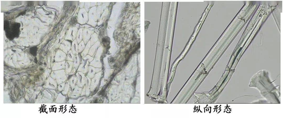 汉麻纤维的形态结构01科普君将从汉麻纤维的"心"来剖析它.