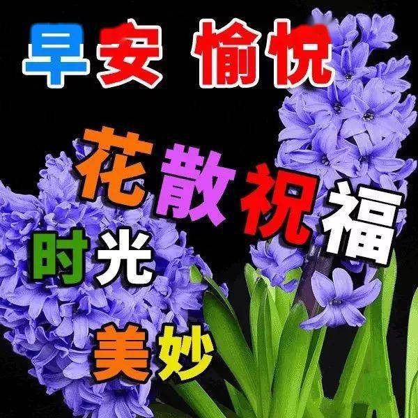 寒冷天气最暖心的早上好短信祝福语,早晨好问候动美图
