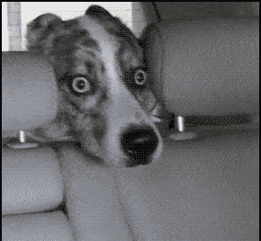 如果狗狗会说话,它们一定会说