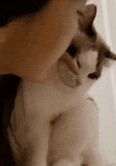 猫:啊那里不可以舔!你走开!