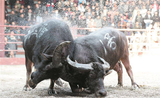 金牛迎春送吉祥 广西牛事知多少_牛魂节